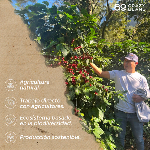Café Especialidad Guatemala - 1Kg